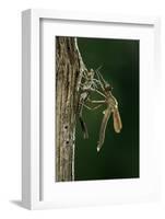 Calopteryx Virgo (Beautiful Demoiselle) - Emerging-Paul Starosta-Framed Photographic Print