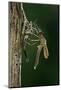 Calopteryx Virgo (Beautiful Demoiselle) - Emerging-Paul Starosta-Mounted Photographic Print