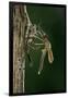 Calopteryx Virgo (Beautiful Demoiselle) - Emerging-Paul Starosta-Framed Photographic Print