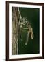 Calopteryx Virgo (Beautiful Demoiselle) - Emerging-Paul Starosta-Framed Photographic Print