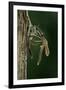 Calopteryx Virgo (Beautiful Demoiselle) - Emerging-Paul Starosta-Framed Photographic Print