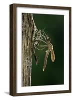 Calopteryx Virgo (Beautiful Demoiselle) - Emerging-Paul Starosta-Framed Photographic Print