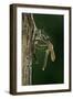 Calopteryx Virgo (Beautiful Demoiselle) - Emerging-Paul Starosta-Framed Photographic Print