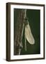 Calopteryx Virgo (Beautiful Demoiselle) - Emerging-Paul Starosta-Framed Photographic Print