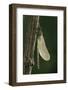 Calopteryx Virgo (Beautiful Demoiselle) - Emerging-Paul Starosta-Framed Photographic Print