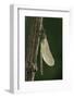 Calopteryx Virgo (Beautiful Demoiselle) - Emerging-Paul Starosta-Framed Photographic Print