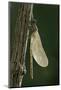 Calopteryx Virgo (Beautiful Demoiselle) - Emerging-Paul Starosta-Mounted Photographic Print