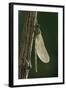 Calopteryx Virgo (Beautiful Demoiselle) - Emerging-Paul Starosta-Framed Photographic Print