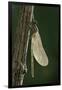 Calopteryx Virgo (Beautiful Demoiselle) - Emerging-Paul Starosta-Framed Photographic Print