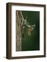 Calopteryx Virgo (Beautiful Demoiselle) - Emerging-Paul Starosta-Framed Photographic Print