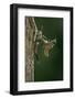 Calopteryx Virgo (Beautiful Demoiselle) - Emerging-Paul Starosta-Framed Photographic Print