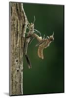 Calopteryx Virgo (Beautiful Demoiselle) - Emerging-Paul Starosta-Mounted Photographic Print