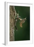 Calopteryx Virgo (Beautiful Demoiselle) - Emerging-Paul Starosta-Framed Photographic Print