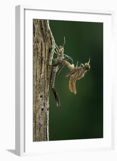 Calopteryx Virgo (Beautiful Demoiselle) - Emerging-Paul Starosta-Framed Photographic Print