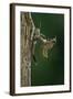 Calopteryx Virgo (Beautiful Demoiselle) - Emerging-Paul Starosta-Framed Photographic Print