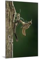 Calopteryx Virgo (Beautiful Demoiselle) - Emerging-Paul Starosta-Mounted Photographic Print