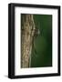 Calopteryx Virgo (Beautiful Demoiselle) - Emerging-Paul Starosta-Framed Photographic Print