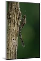 Calopteryx Virgo (Beautiful Demoiselle) - Emerging-Paul Starosta-Mounted Photographic Print