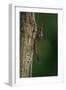 Calopteryx Virgo (Beautiful Demoiselle) - Emerging-Paul Starosta-Framed Photographic Print