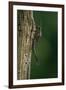 Calopteryx Virgo (Beautiful Demoiselle) - Emerging-Paul Starosta-Framed Photographic Print