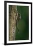 Calopteryx Virgo (Beautiful Demoiselle) - Emerging-Paul Starosta-Framed Photographic Print