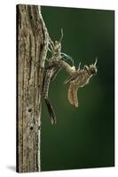 Calopteryx Virgo (Beautiful Demoiselle) - Emerging-Paul Starosta-Stretched Canvas