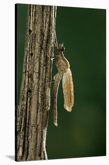 Calopteryx Virgo (Beautiful Demoiselle) - Emerging-Paul Starosta-Stretched Canvas