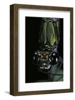 Calopteryx Virgo (Beautiful Demoiselle) - Portrait-Paul Starosta-Framed Photographic Print