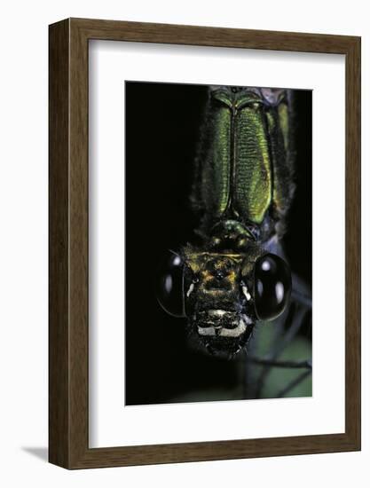 Calopteryx Virgo (Beautiful Demoiselle) - Portrait-Paul Starosta-Framed Photographic Print