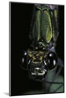 Calopteryx Virgo (Beautiful Demoiselle) - Portrait-Paul Starosta-Mounted Photographic Print