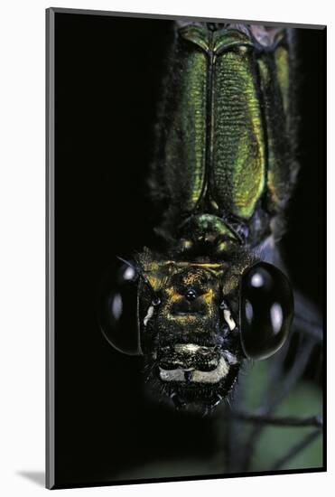 Calopteryx Virgo (Beautiful Demoiselle) - Portrait-Paul Starosta-Mounted Photographic Print