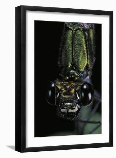 Calopteryx Virgo (Beautiful Demoiselle) - Portrait-Paul Starosta-Framed Photographic Print