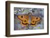 Calosaturnia Moth on Lichen-Covered Branch-Darrell Gulin-Framed Photographic Print