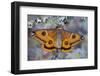 Calosaturnia Moth on Lichen-Covered Branch-Darrell Gulin-Framed Photographic Print