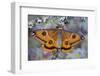 Calosaturnia Moth on Lichen-Covered Branch-Darrell Gulin-Framed Photographic Print