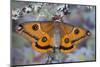 Calosaturnia Moth on Lichen-Covered Branch-Darrell Gulin-Mounted Photographic Print