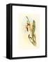 Calothorax Heliodori, Hand Colored Lithograph-Richter & Gould-Framed Stretched Canvas