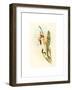 Calothorax Heliodori, Hand Colored Lithograph-Richter & Gould-Framed Giclee Print