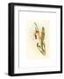 Calothorax Heliodori, Hand Colored Lithograph-Richter & Gould-Framed Giclee Print