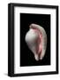 Calpurnus Verrucosus-Paul Starosta-Framed Photographic Print