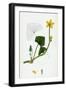 Caltha Radicans Creeping Marsh-Marygold-null-Framed Giclee Print