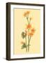 Calthra Palustris-null-Framed Art Print