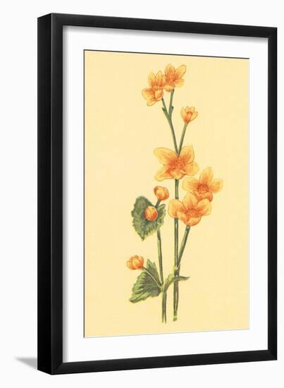 Calthra Palustris-null-Framed Art Print