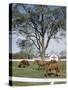 Calumet, Horse Farm-Eliot Elisofon-Stretched Canvas