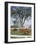 Calumet, Horse Farm-Eliot Elisofon-Framed Photographic Print