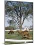 Calumet, Horse Farm-Eliot Elisofon-Mounted Photographic Print