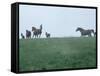 Calumet, Horse Farm-Eliot Elisofon-Framed Stretched Canvas