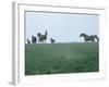 Calumet, Horse Farm-Eliot Elisofon-Framed Photographic Print