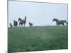 Calumet, Horse Farm-Eliot Elisofon-Mounted Photographic Print