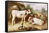 Calves and Poultry by a Byre, 1922-Walter Hunt-Framed Stretched Canvas